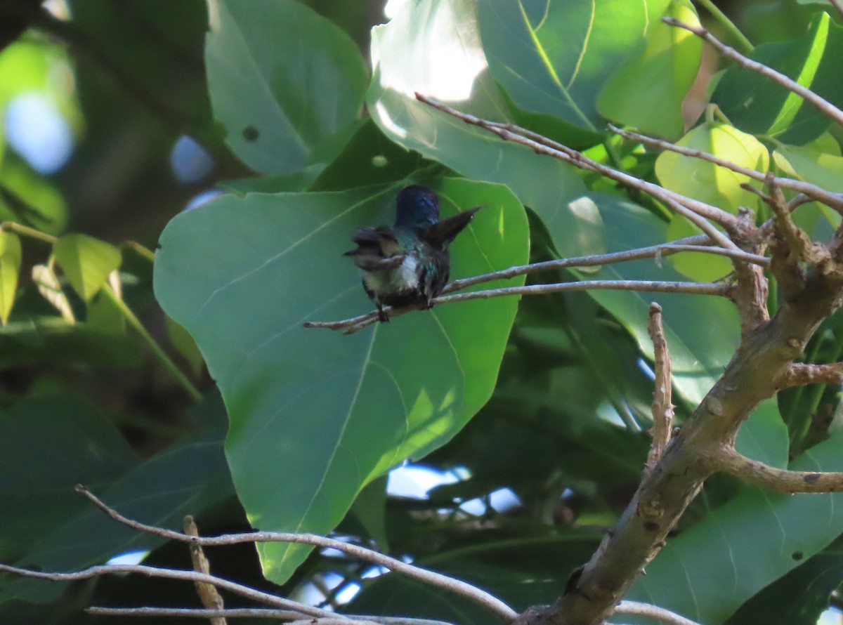 Golden-tailed Sapphire - ML643572576