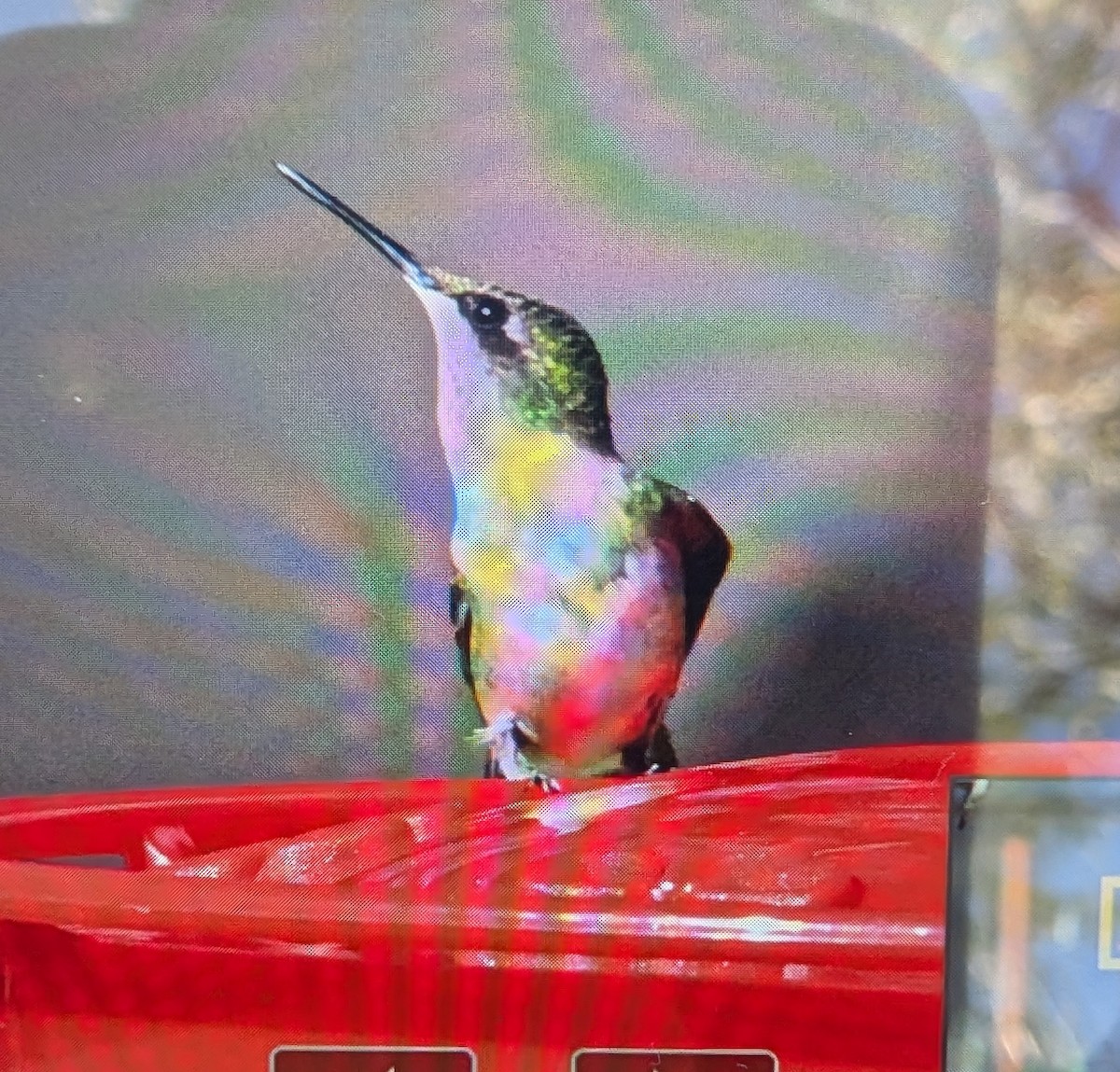 ノドアカハチドリ - ML643572577