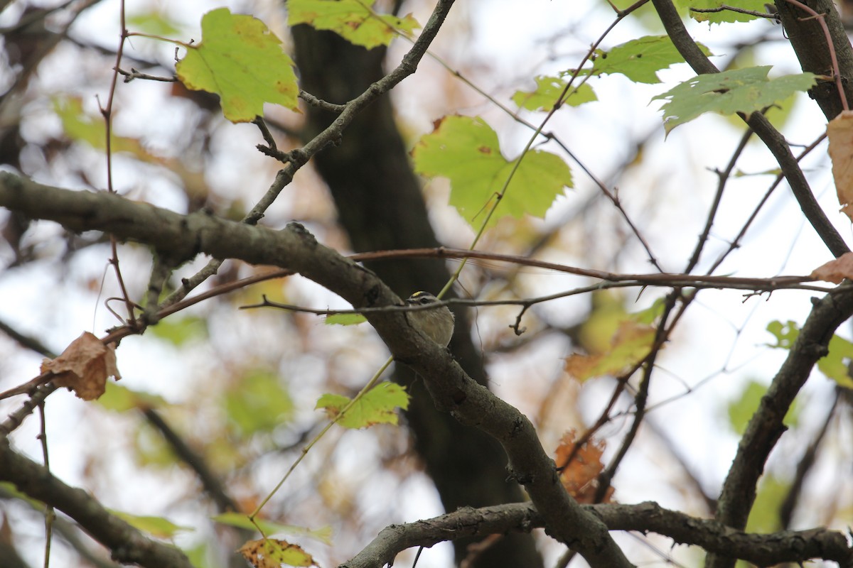Golden-crowned Kinglet - ML643572590