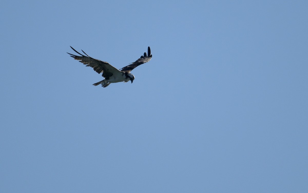 Falco pescatore - ML643572592