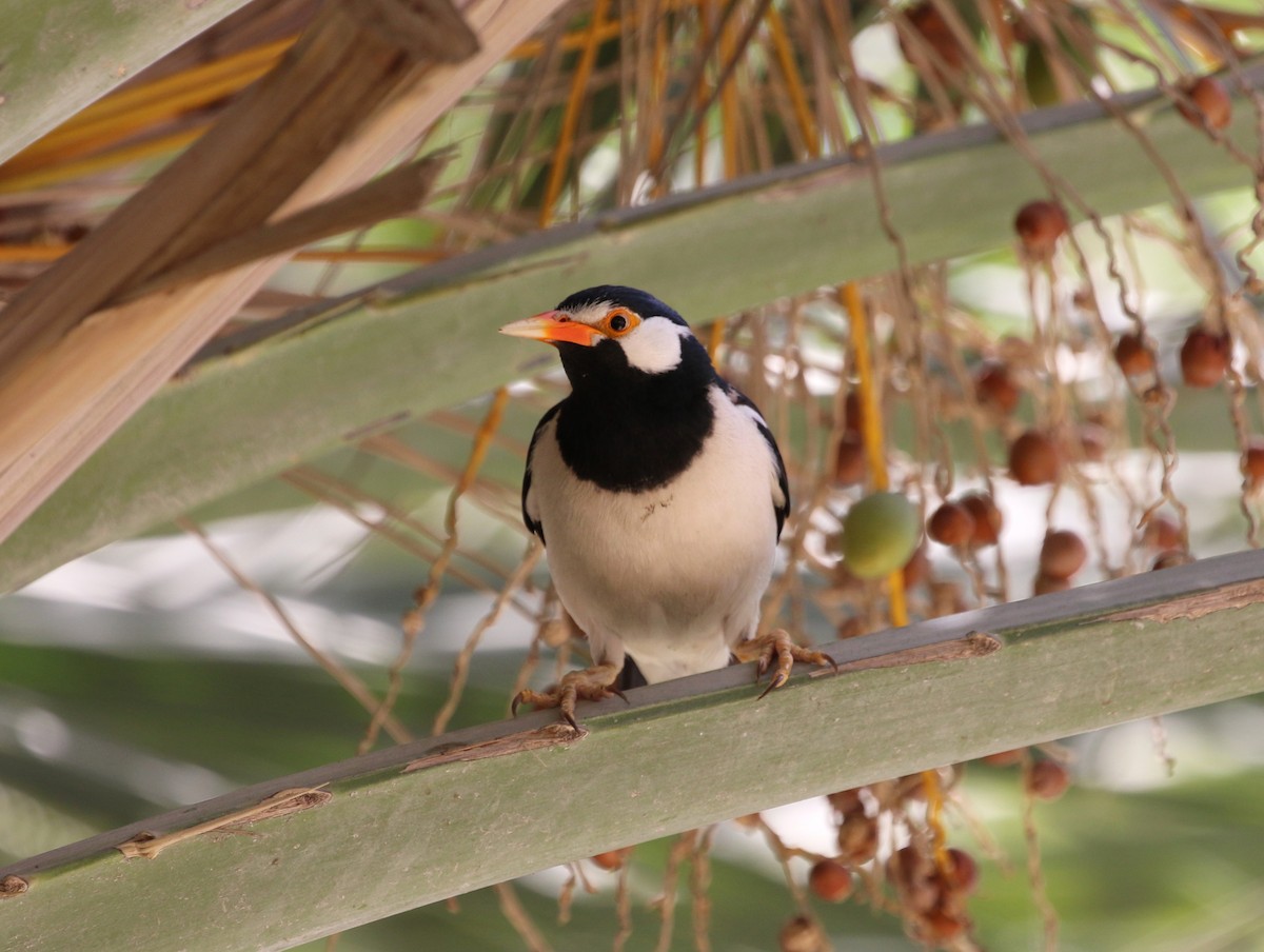 Indian Pied Starling - ML643572595