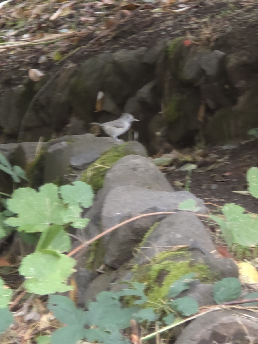 Oak Titmouse - ML643572630