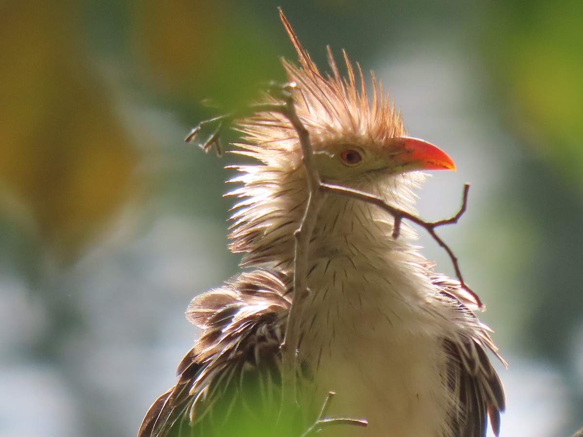 Guira Cuckoo - ML643572634