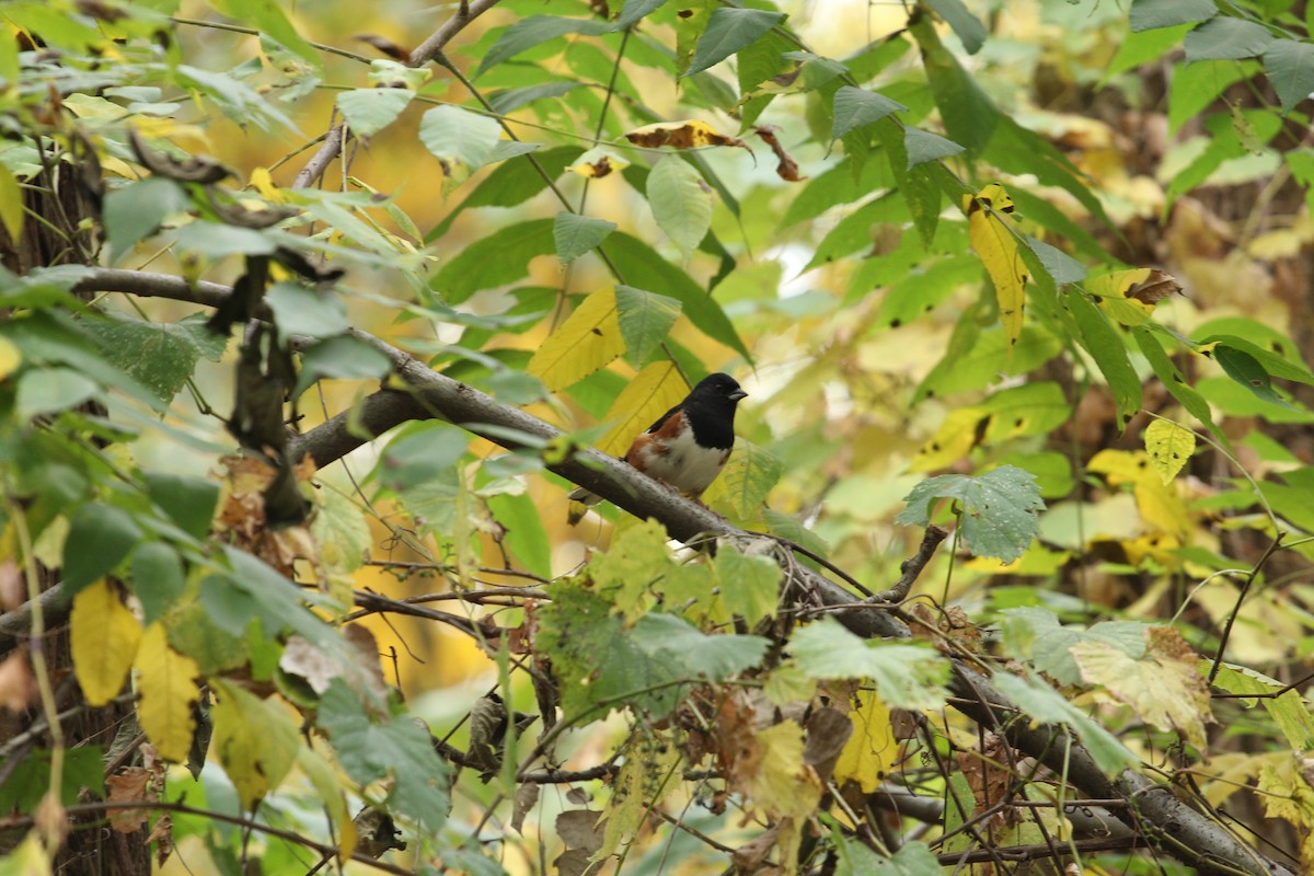 pipilo rudooký - ML643572635