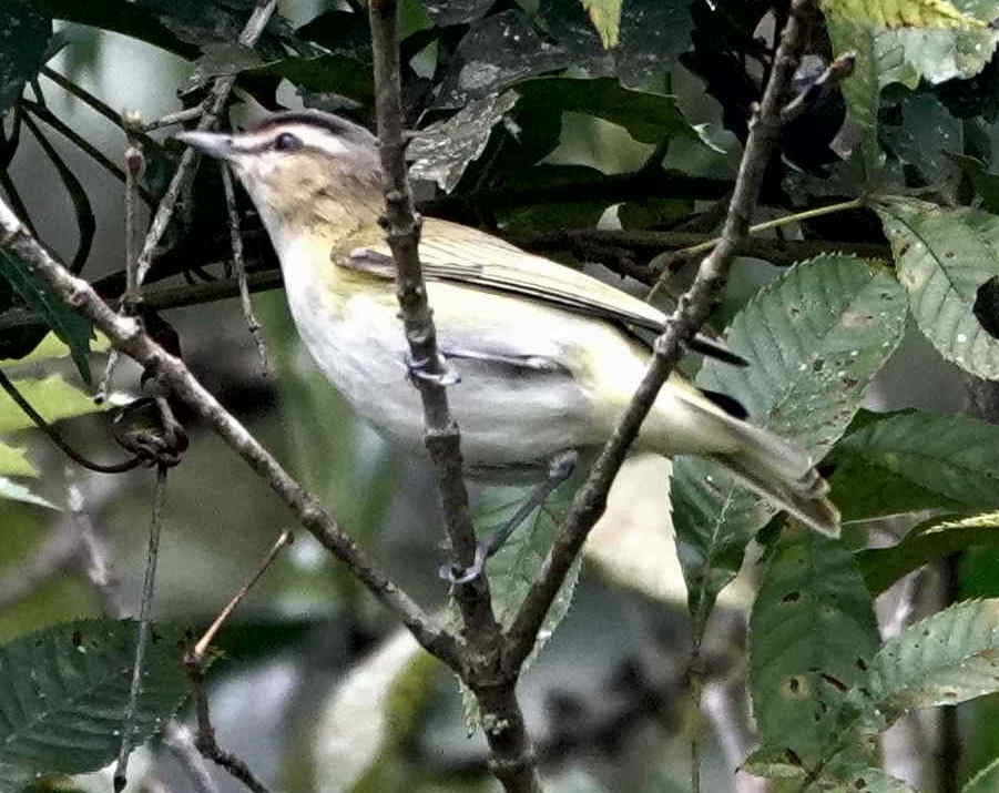 Chivi Vireo - ML643572642