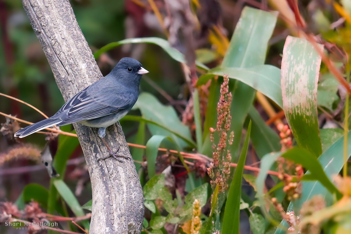 Dark-eyed Junco - ML643572651