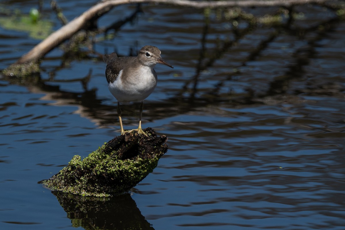 Drosseluferläufer - ML643572654