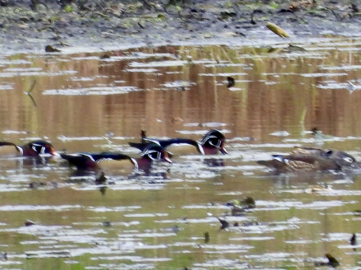 Wood Duck - ML643572660