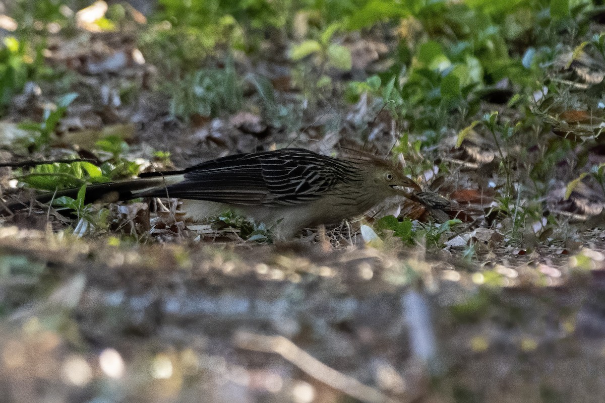 Guira Cuckoo - ML643572670