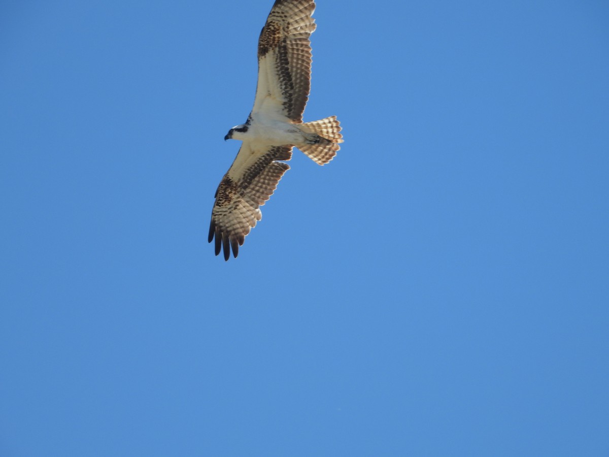Falco pescatore - ML643572672