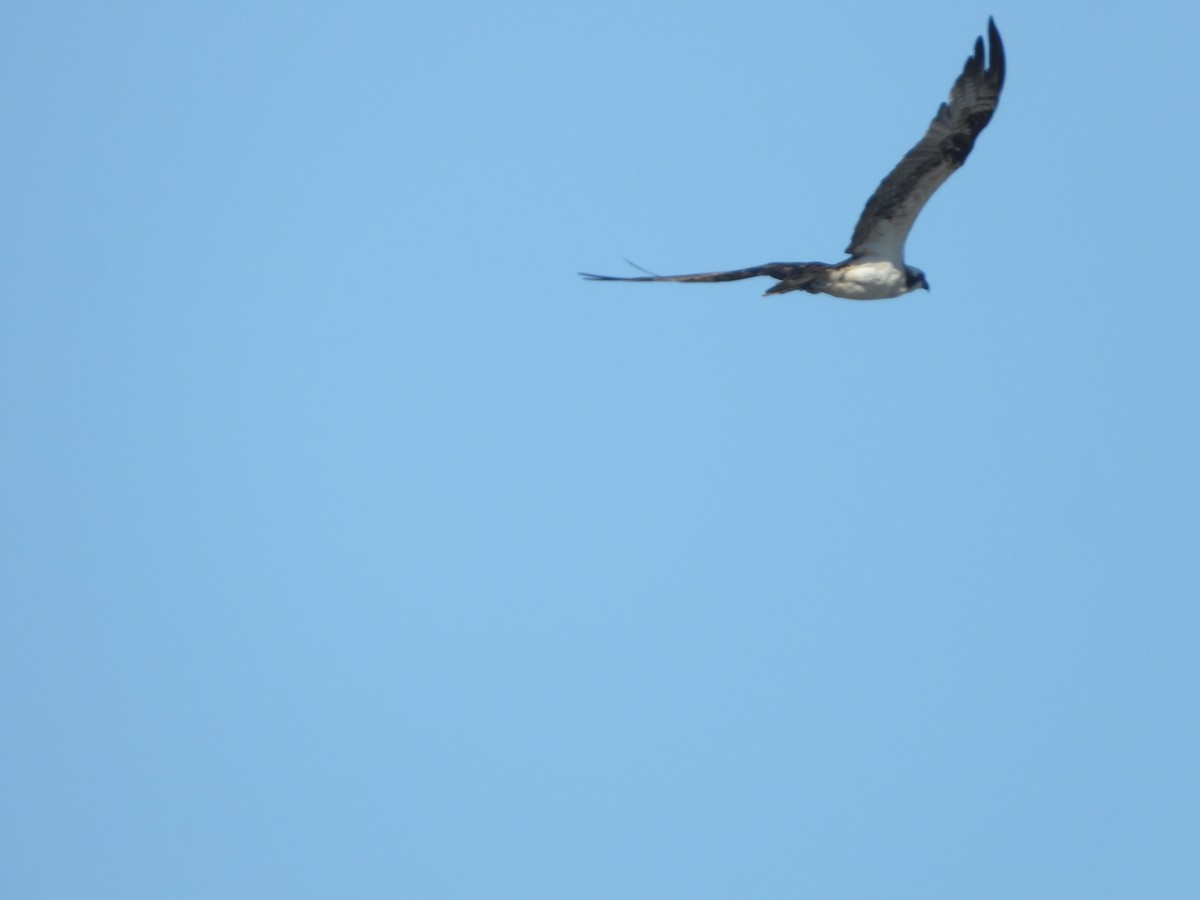 Falco pescatore - ML643572673