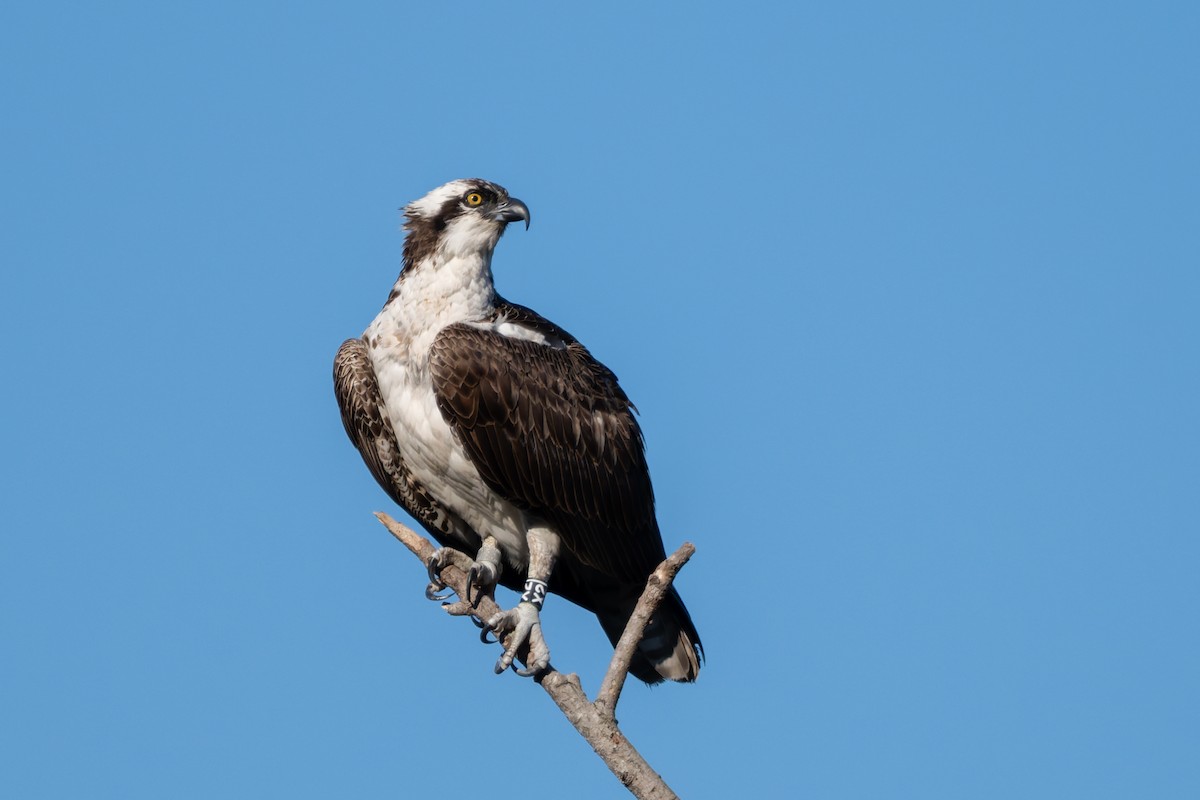 Falco pescatore - ML643572677