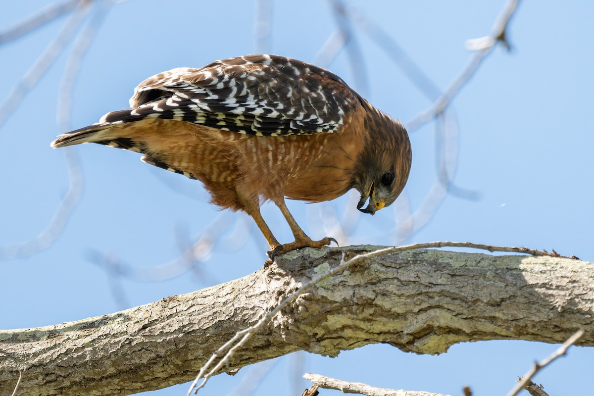 Red-shouldered Hawk - ML643572678