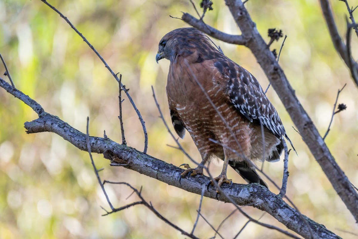 Red-shouldered Hawk - ML643572679