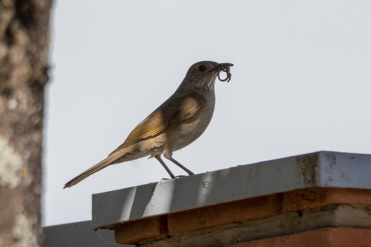 Pale-breasted Thrush - ML643572683