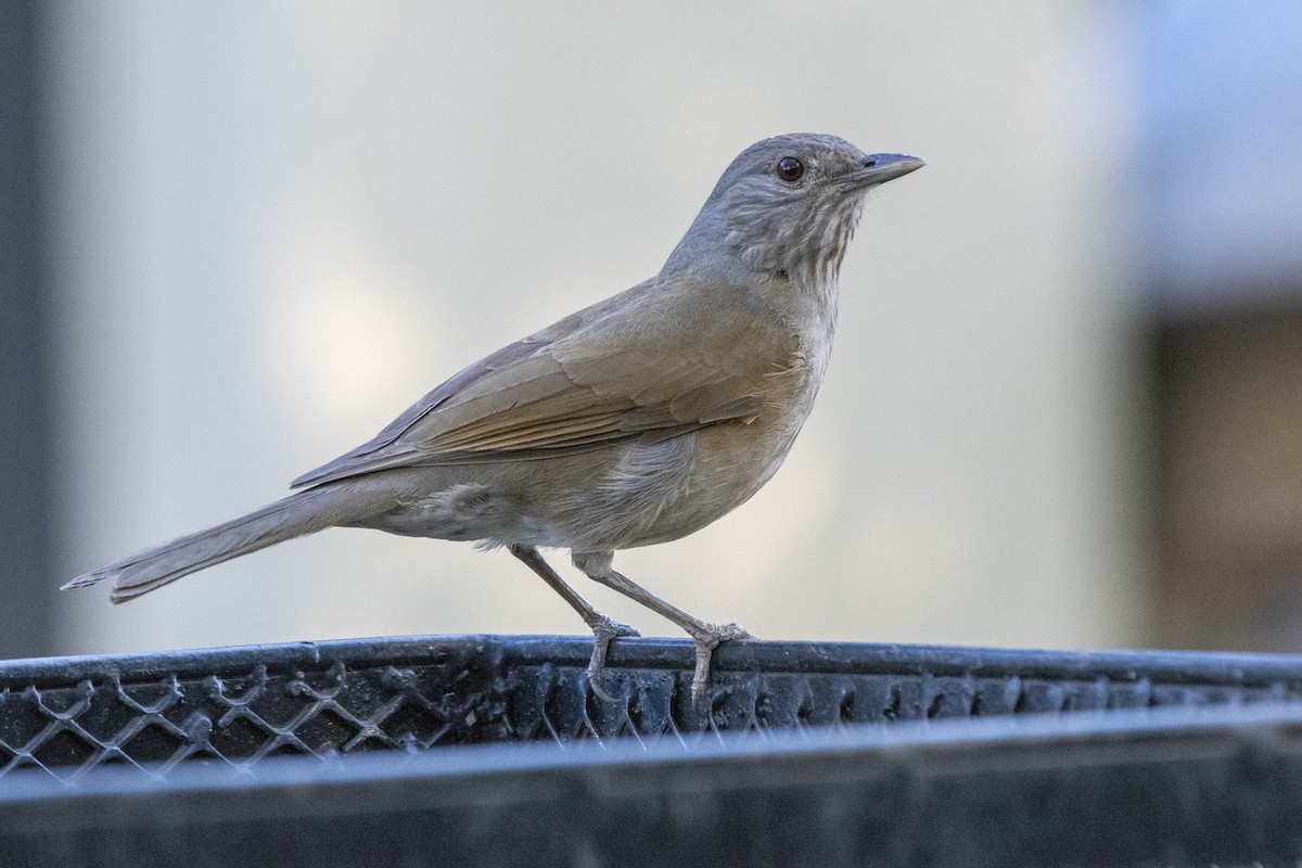 Pale-breasted Thrush - ML643572684