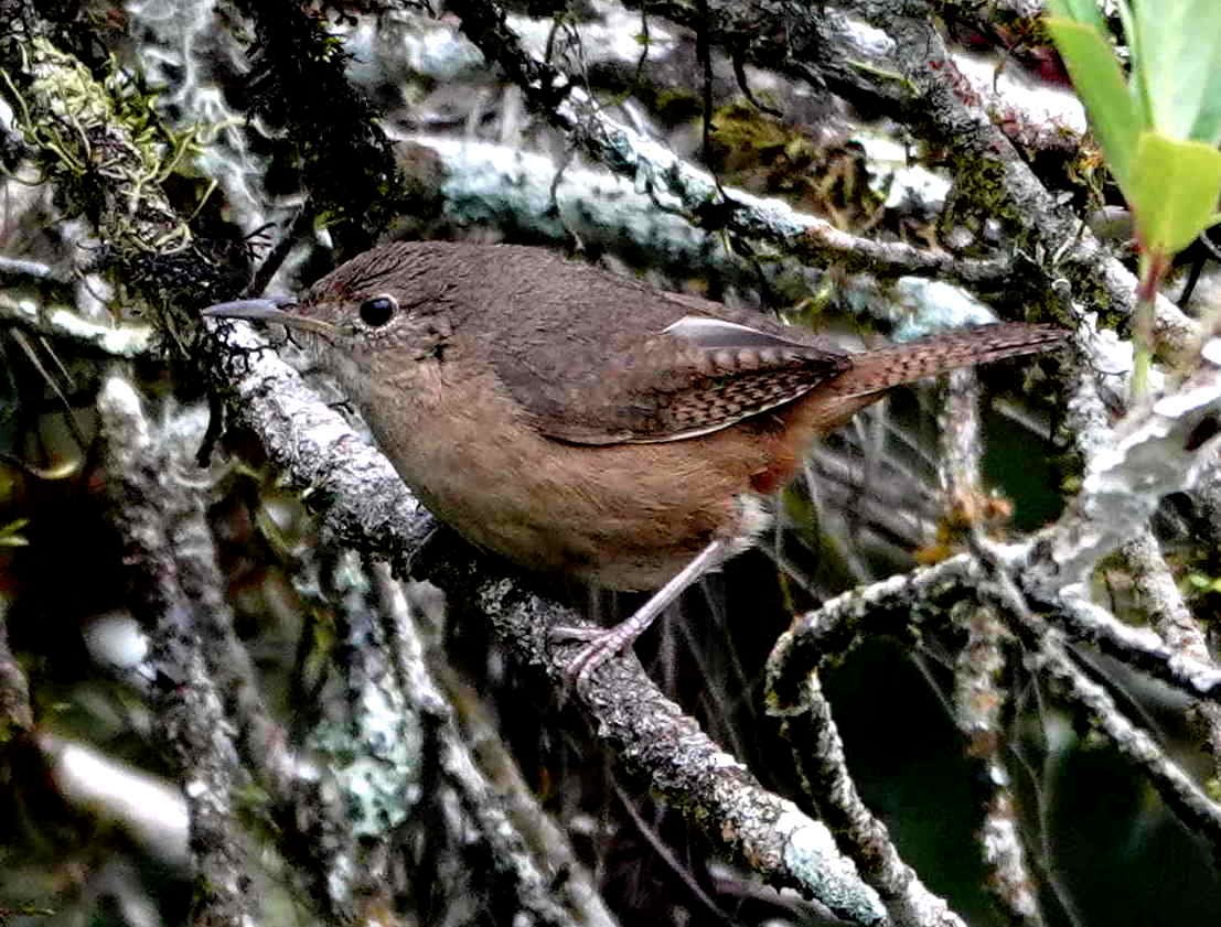 Southern House Wren - ML643572690