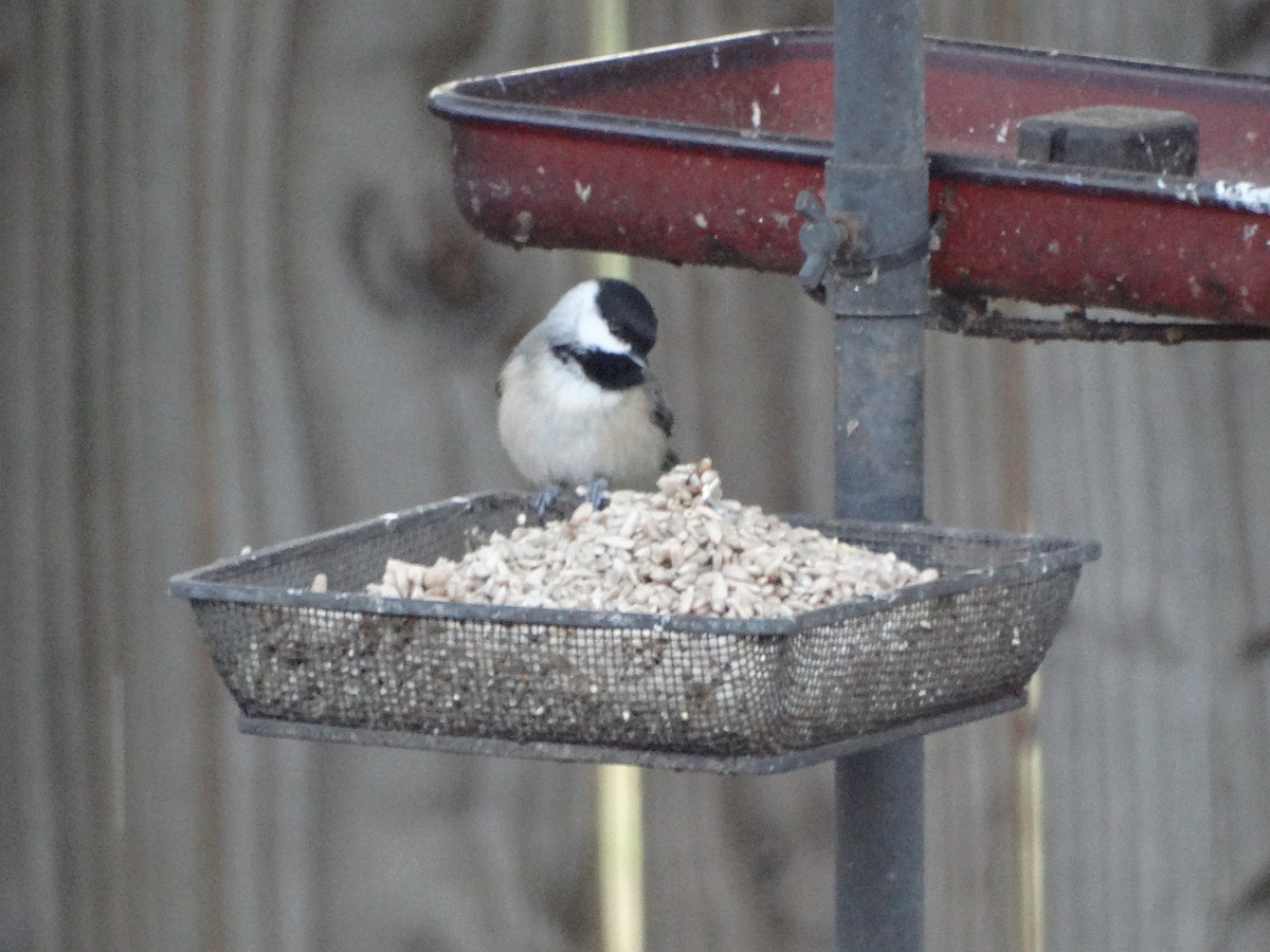 Carolina Chickadee - ML643572696