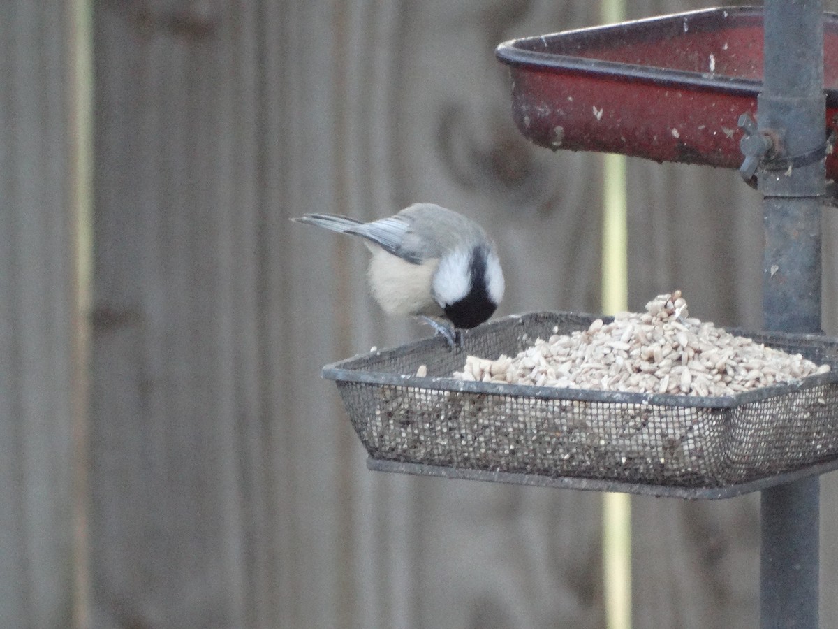 Carolina Chickadee - ML643572697