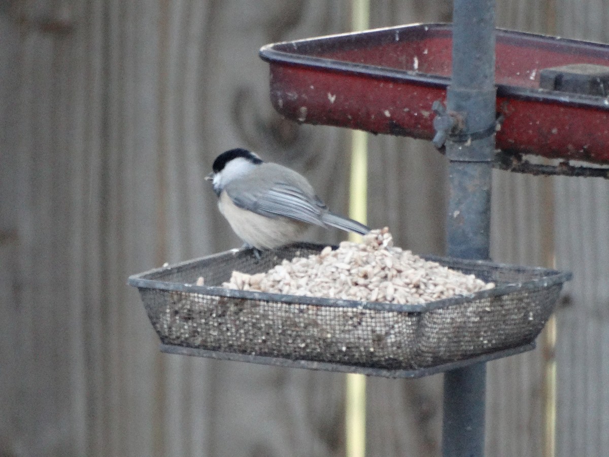 Carolina Chickadee - ML643572698