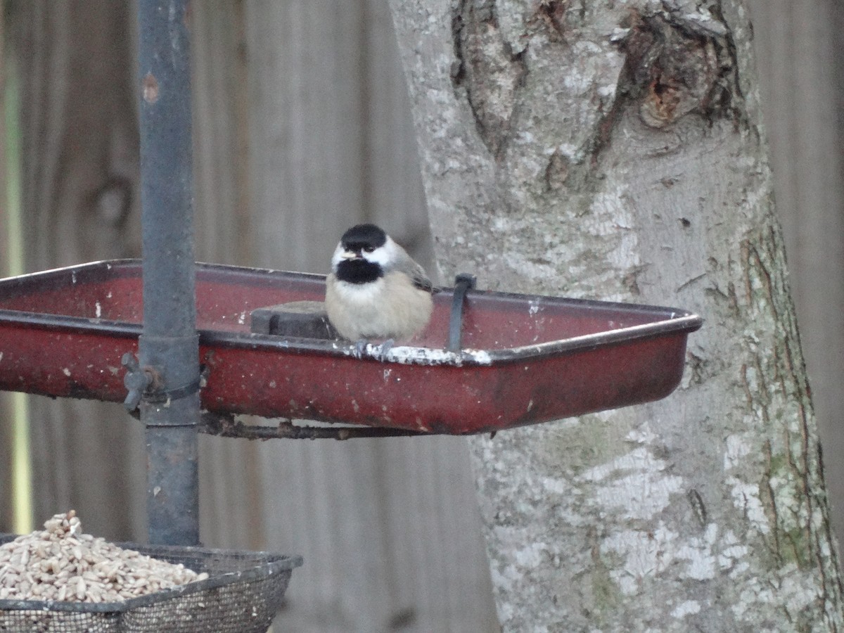 Carolina Chickadee - ML643572699