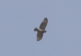 Red-shouldered Hawk - ML643572734