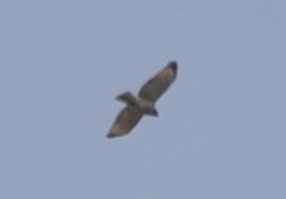 Red-shouldered Hawk - ML643572735
