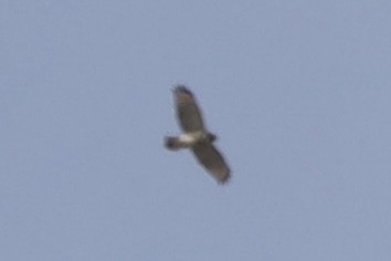 Red-shouldered Hawk - ML643572737
