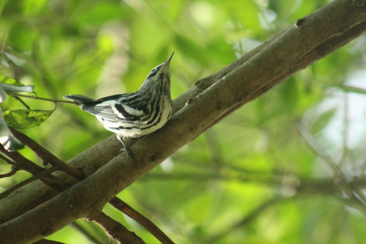 Black-and-white Warbler - ML643572738