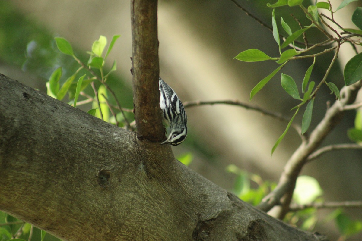 Black-and-white Warbler - ML643572739