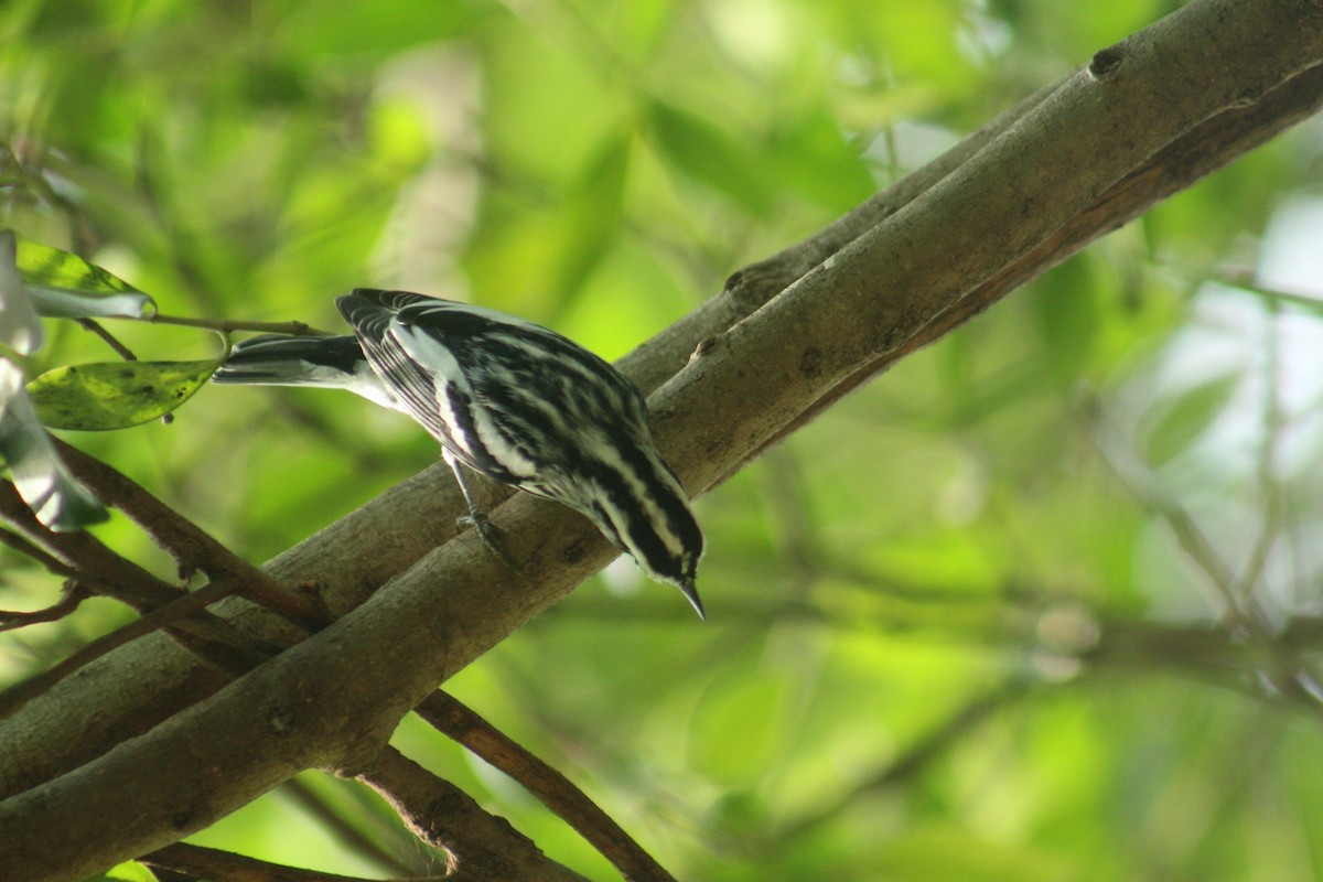 Black-and-white Warbler - ML643572740
