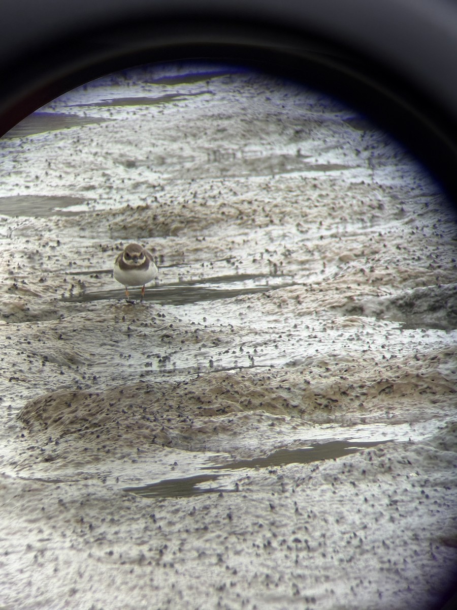 Common Ringed Plover - ML643572746