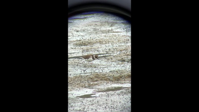 Common Ringed Plover - ML643572747