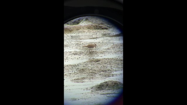 Common Ringed Plover - ML643572748