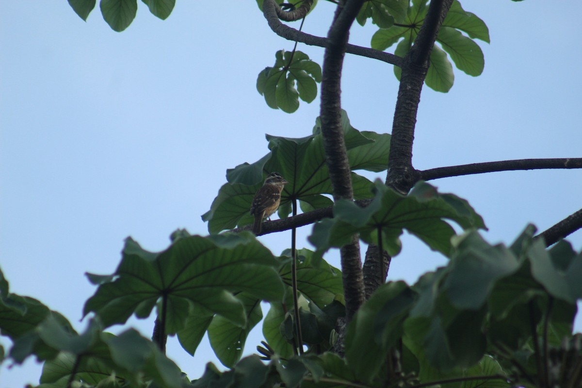 Rose-breasted Grosbeak - ML643572766
