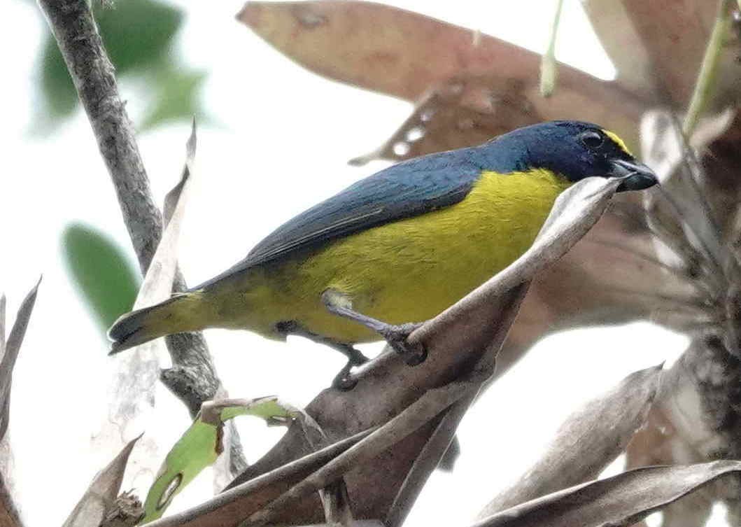 Green-throated Euphonia - ML643572767