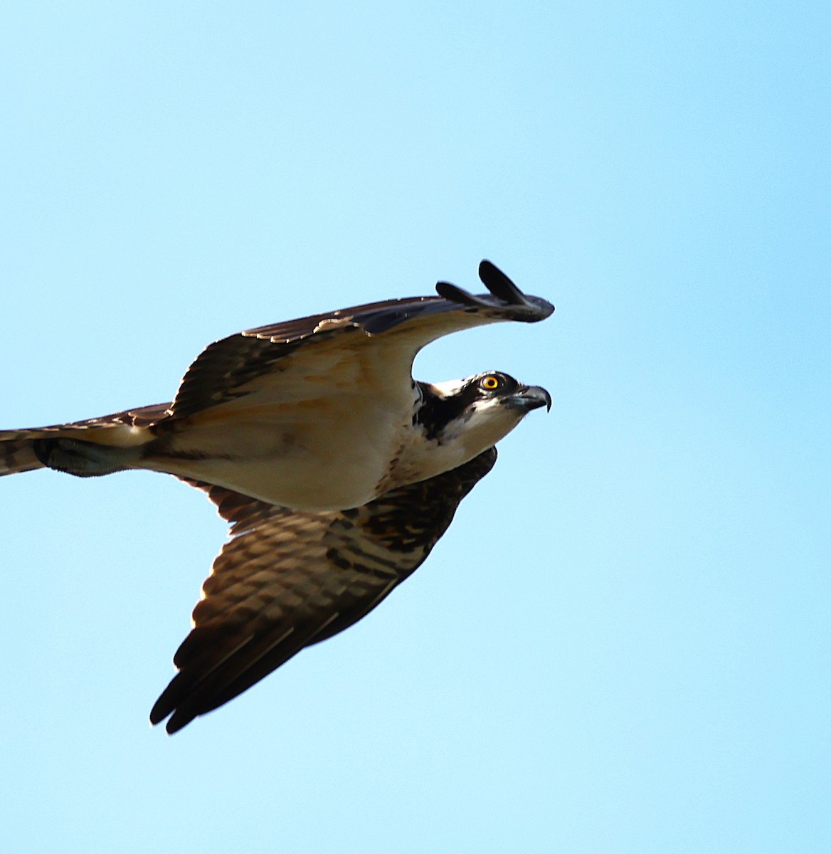 Falco pescatore - ML643572769