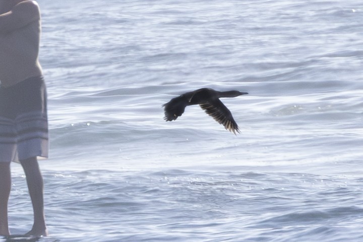 Pelagic Cormorant - ML643572771