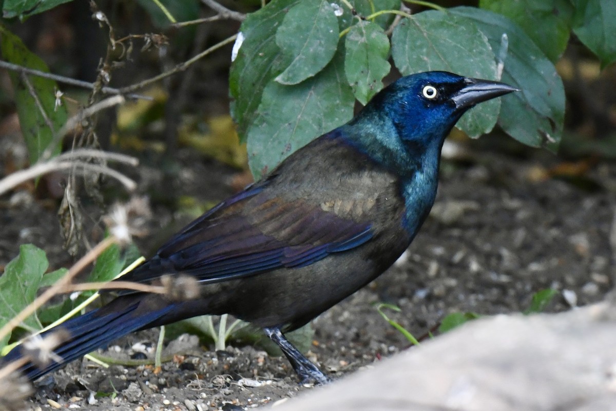 Common Grackle - ML643572774
