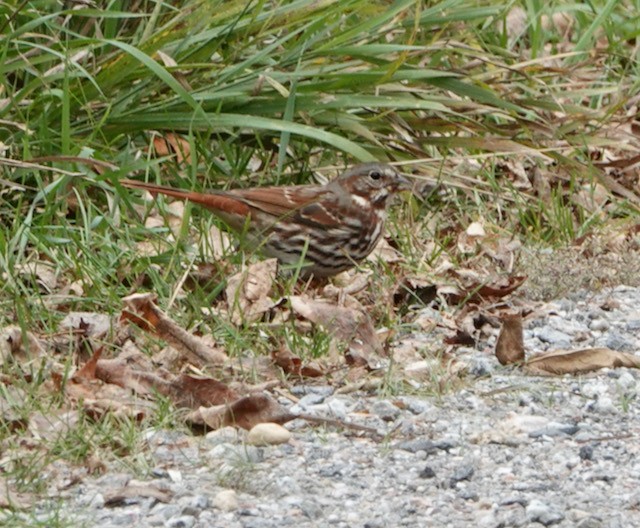 strnadec kaštanový - ML643572775