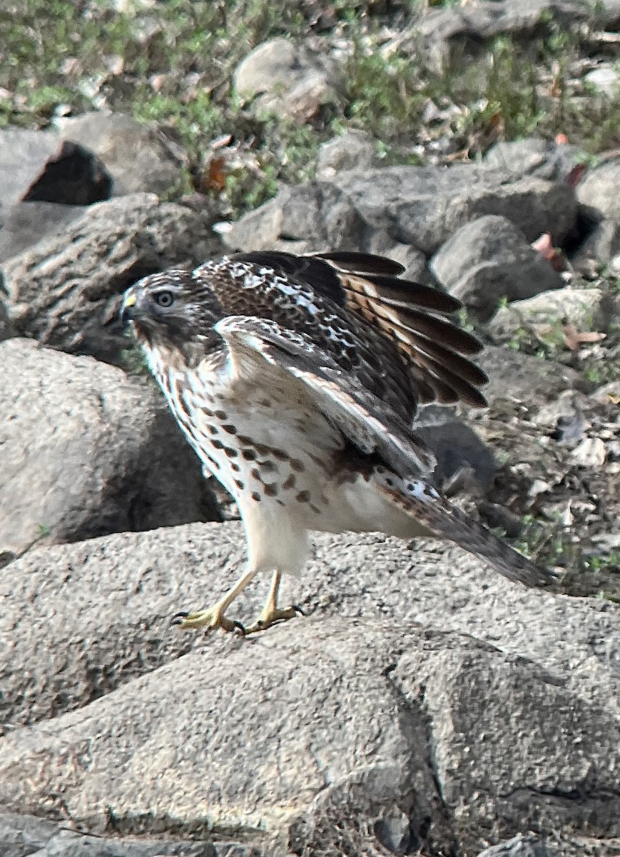 Red-shouldered Hawk (lineatus Group) - ML643572783