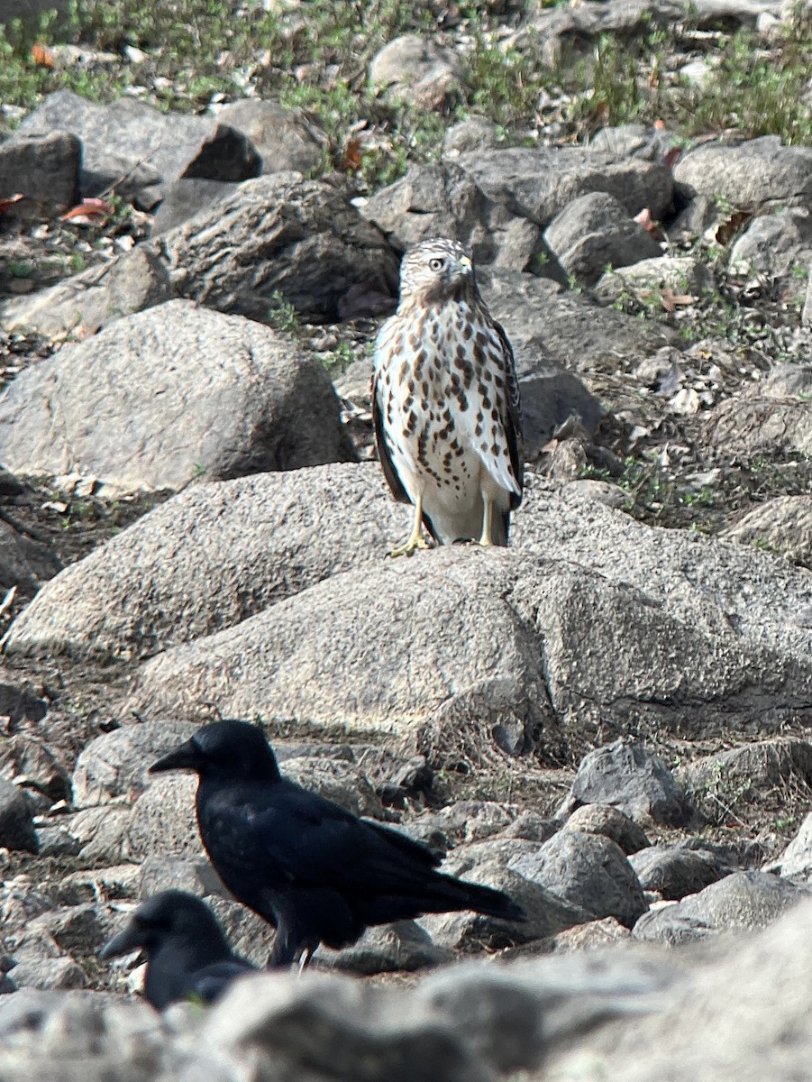 Red-shouldered Hawk (lineatus Group) - ML643572784