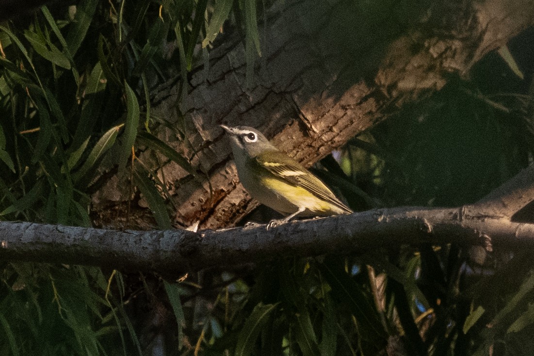 Blue-headed Vireo - ML643572792