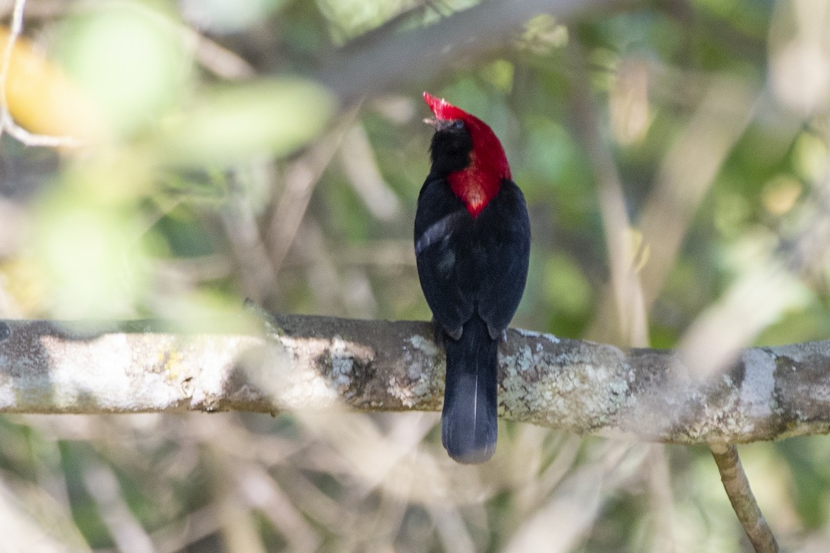 Helmeted Manakin - ML643572797