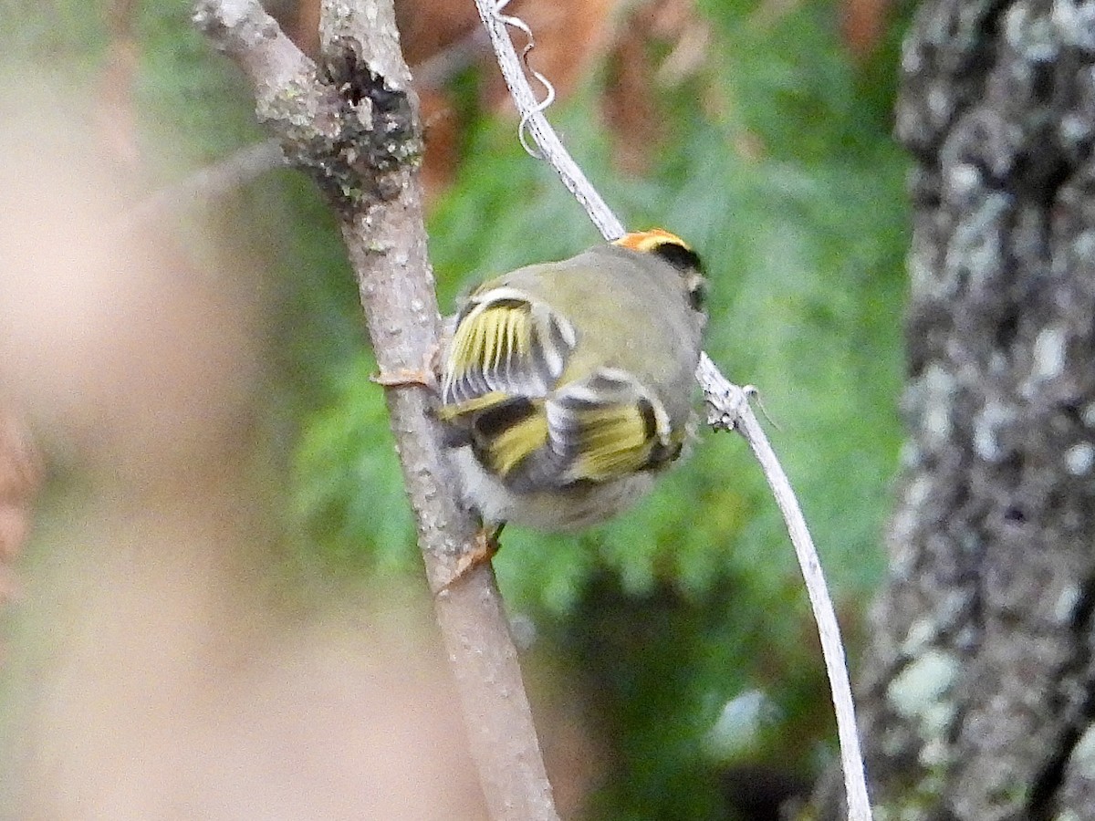 Golden-crowned Kinglet - ML643572823