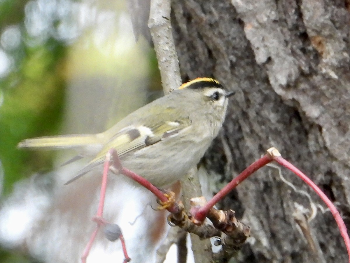 Golden-crowned Kinglet - ML643572824
