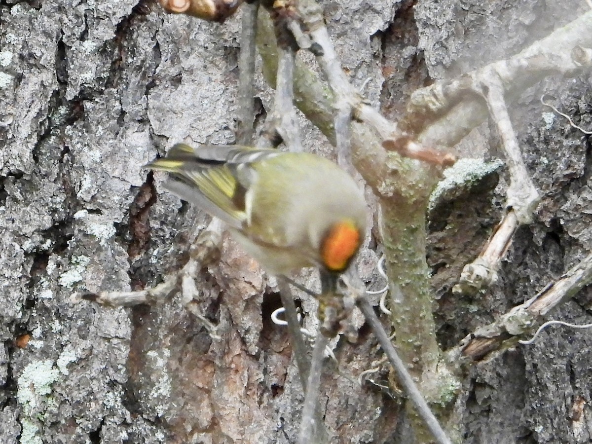 Golden-crowned Kinglet - ML643572825