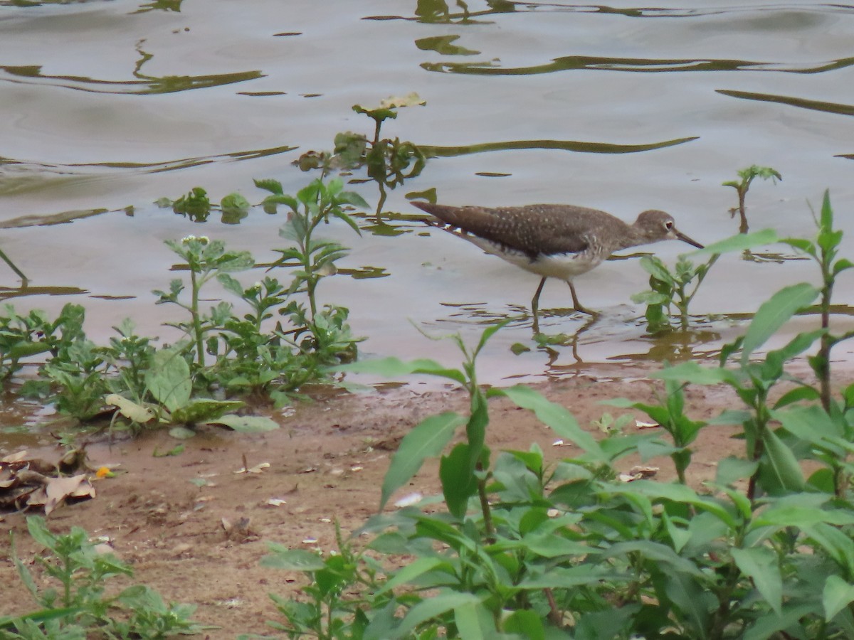 Solitary Sandpiper - ML643572826
