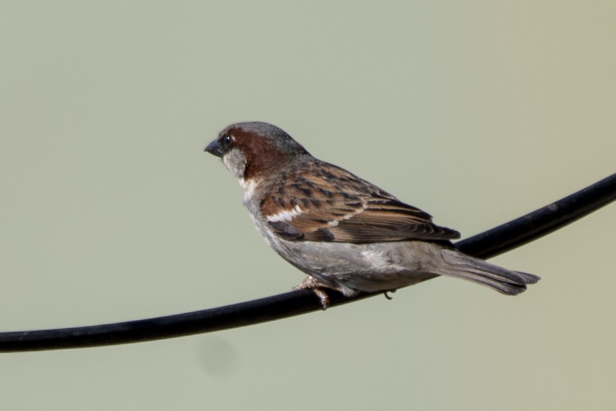 House Sparrow - ML643572855