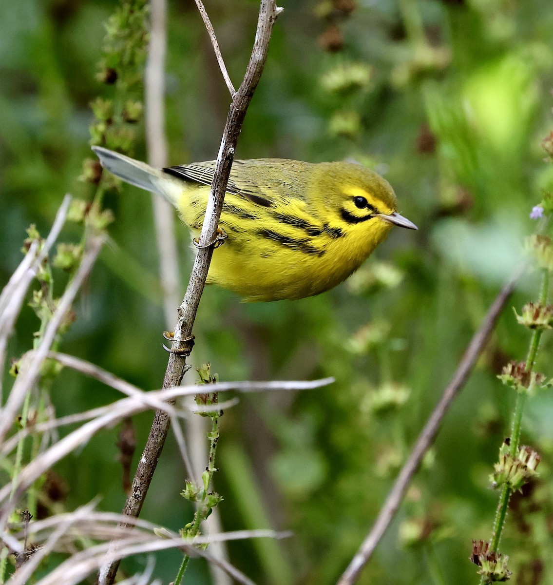 Prairie Warbler - ML643572858